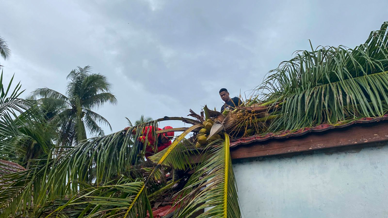 Penanganan pohon kelapa yang tumbang mengenai atap rumah di Desa Persil Raya, Kecamatan Seruyan Hilir, Rabu (19/11).