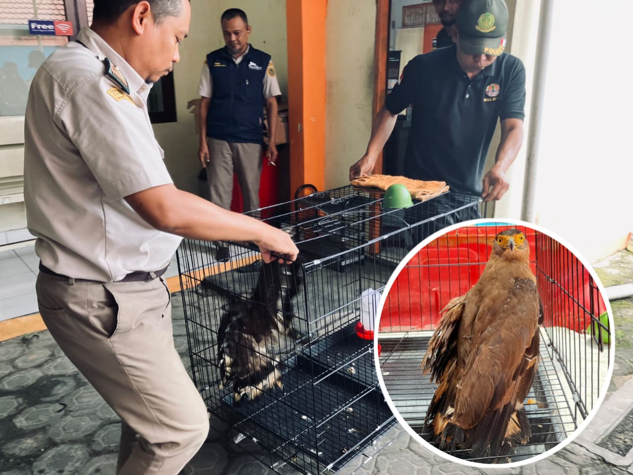 Petugas Karantina Pelabuhan Sampit dan BKSDA Resort Sampitsaat mengevakuasi elang ular bido yang disita dari sebuah truk yang akan dikirim ke Pulau Jawa, Rabu (19/11/2025). (BKSDA Resort Sampit)