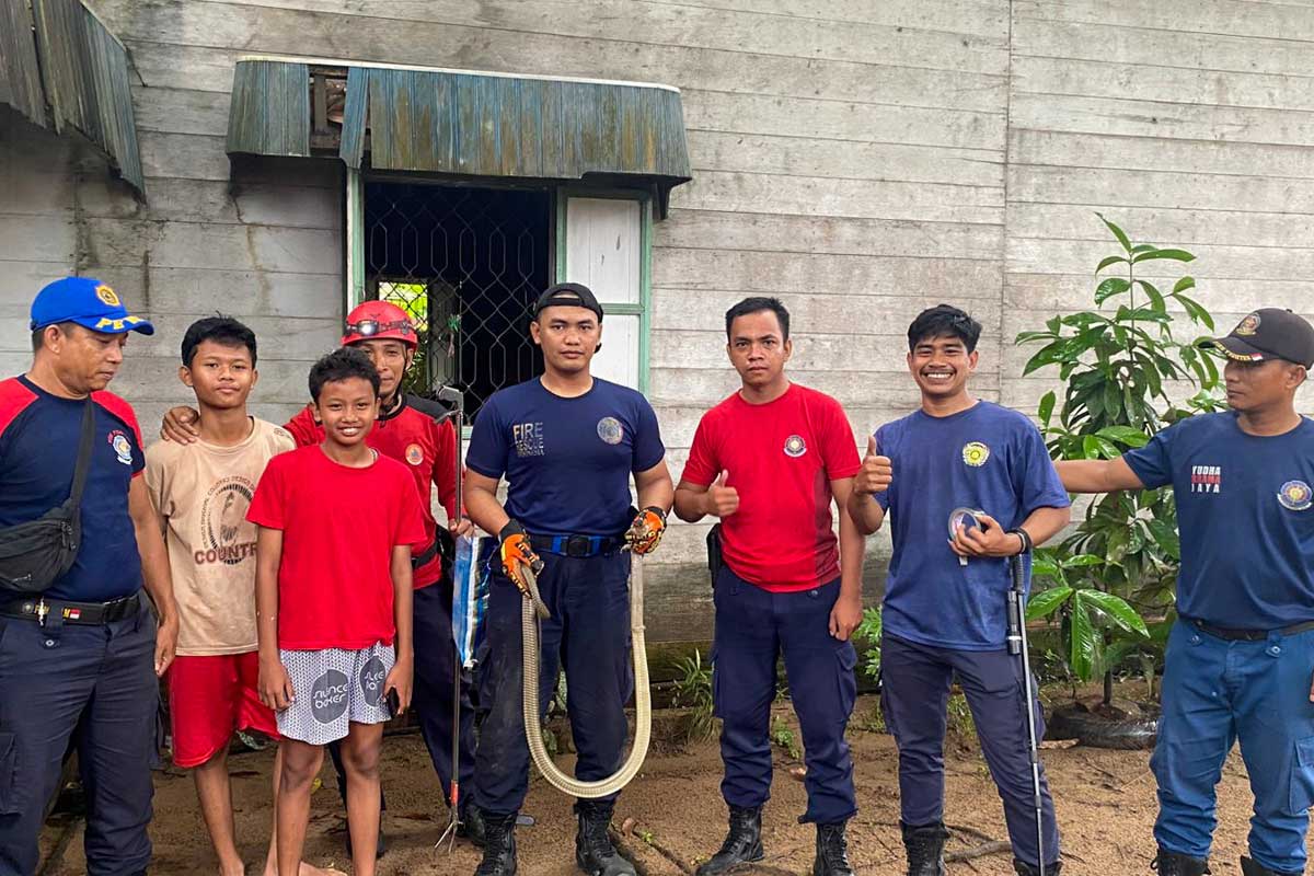 DIAMANKAN: Ular king kobra yang diamankan petugas Damkar Seruyan setelah masuk permukiman warga, Kamis (20/11).