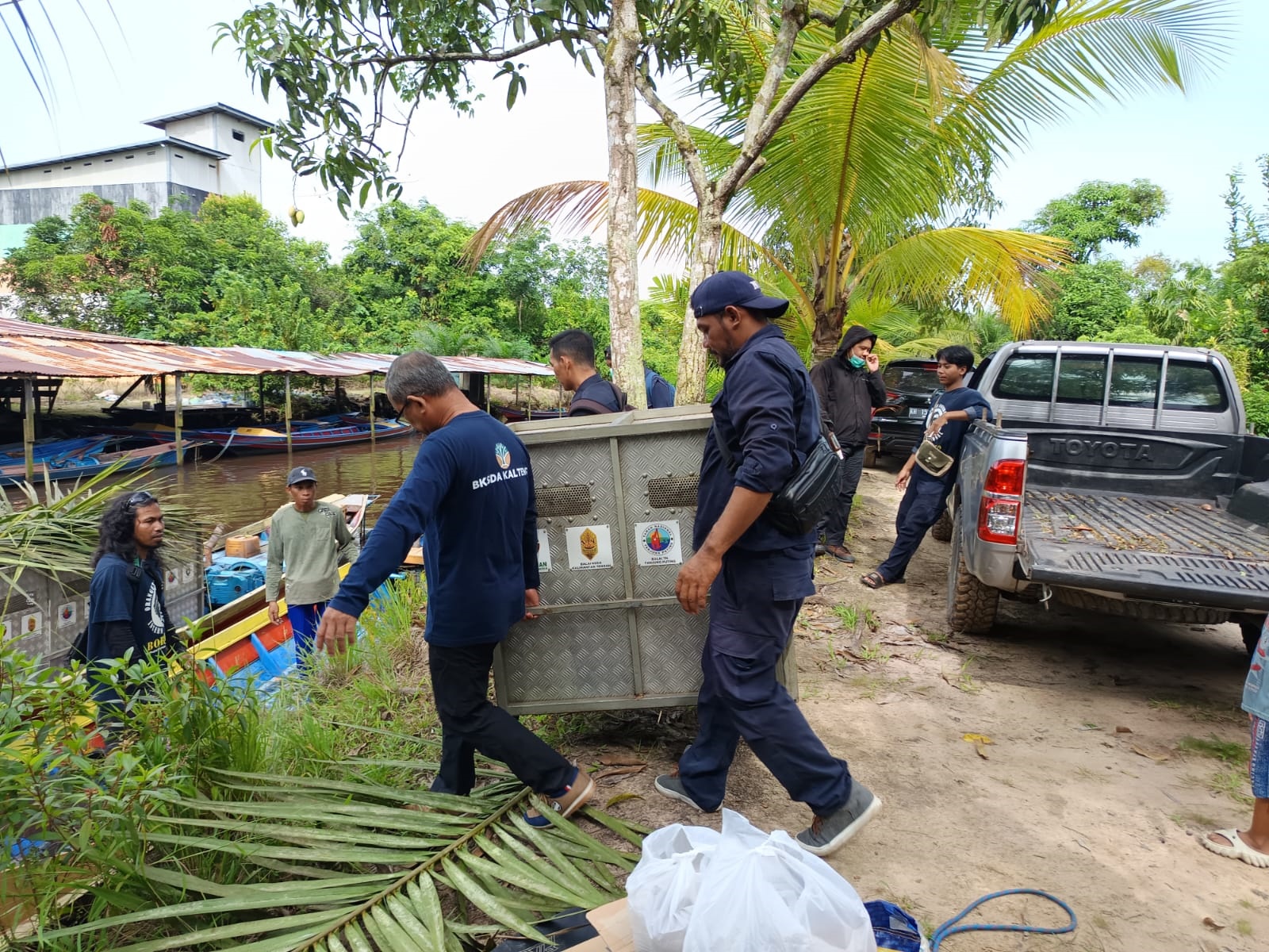 Pelepasliaran Orangutan di Camp Siswoyo Suaka Margasatwa (SM) Lamandau, Kabupaten Kotawaringin Barat, Kamis (20/11).