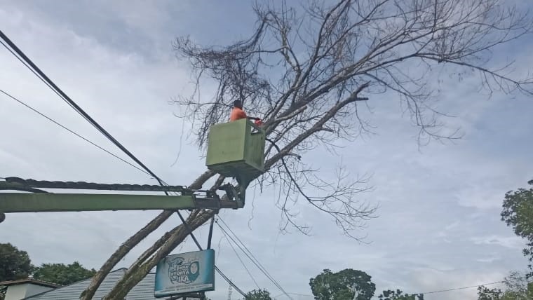 Evakuasi pohon kering yang tumbang di pinggir Jalan Sudirman, Pangkalan Bun, Kabupaten Kobar, Sabtu (22/11).