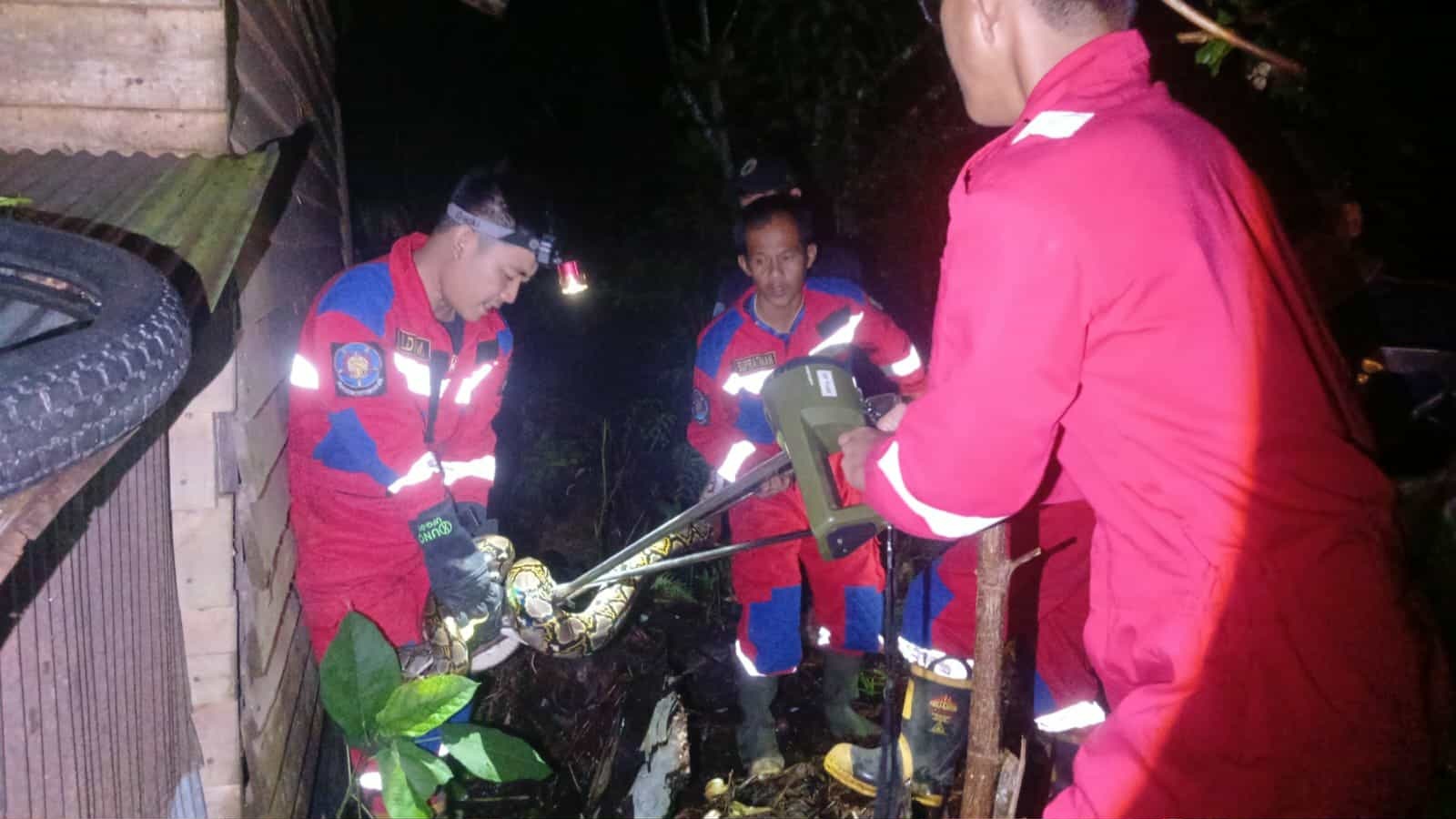 Tim Rescue Damkar kota Palangka Raya saat melakukan proses penangkapan ular Piton, di areal pemukiman warrga di Jalan G Obos, Sabtu (22/11) malam.