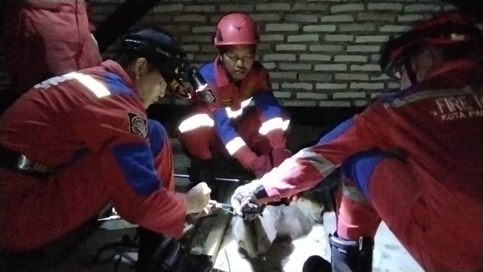 Seekor Beruk bertaring setelah diamankan Tim Rescue Damkar kota Palangka Raya, dari komplek perumahan Pemda, baru-baru tadi.