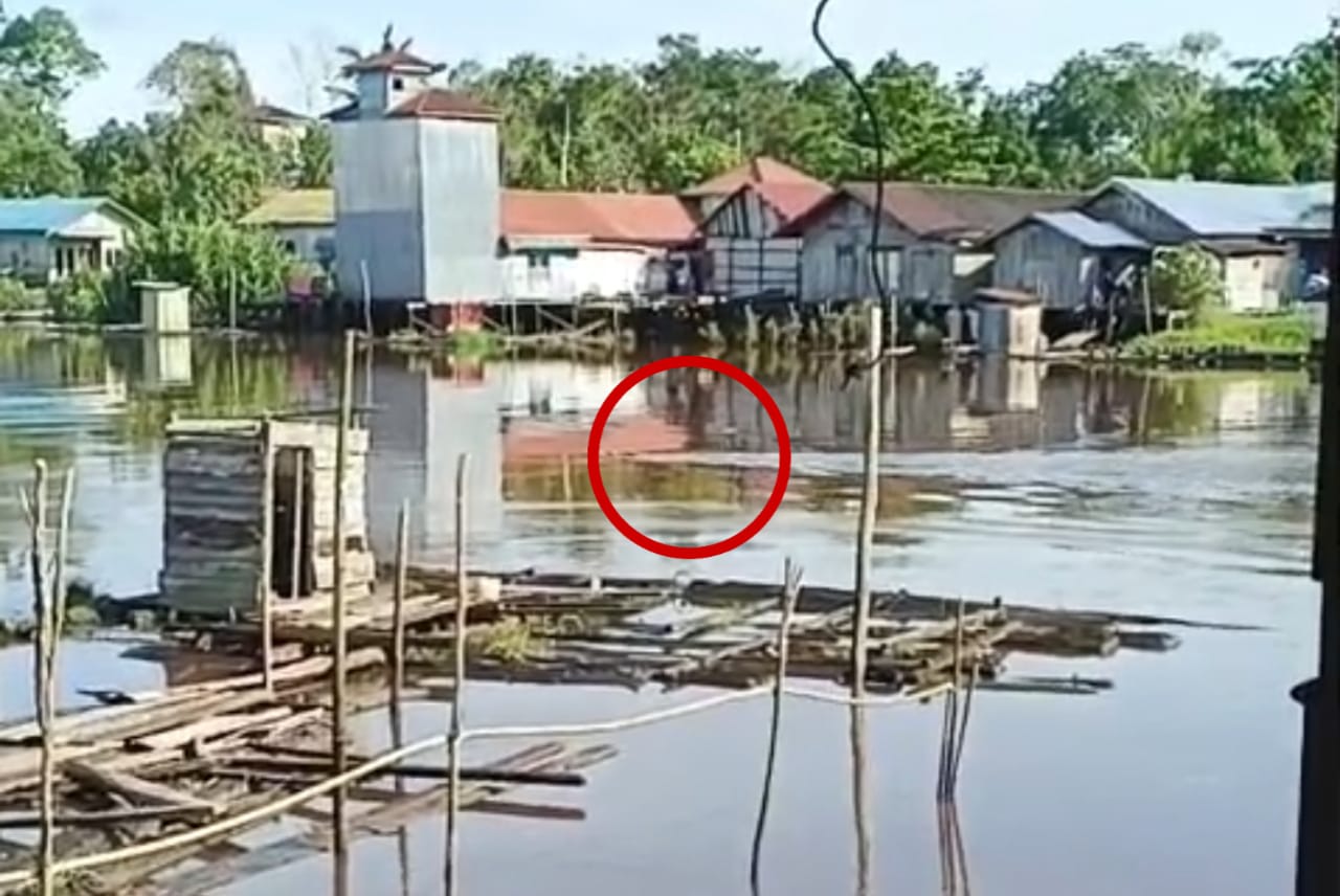 Buaya berenang di sekitar Sungai Cempaga direkam warga dekat dengan permukiman, Selasa pagi (25/11/2025).
