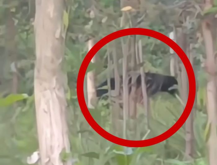 SATWA LANGKA: Beruang besar dekat dengan permukiman warga di di kawasan perbatasan Wengga&ndash;Bumi Raya, Kecamatan Baamang  Selasa sore (25/11/2025). FOTO: TANGKAPAN LAYAR/RADAR SAMPIT