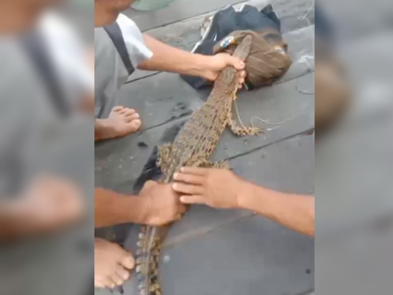 Anak buaya yang  tersangkut kail pancing, kemudian dilepaskan lagi ke sungai oleh warga Desa Basirih Hulu, Kecamatan Mentaya Hilir Selatan, Rabu (26/11).