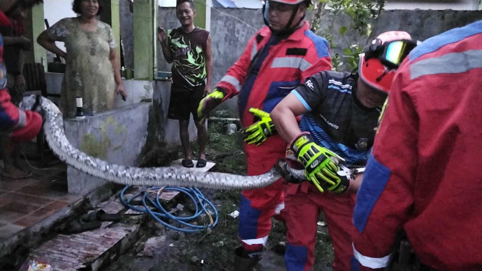 Tim Rescue Damkar Kota Palangka Raya saat menangkap seekor ular piton sepanjang 3,5 meter dengan diameter sekitar 3 inci, dari dalam kandang ayam milik warga, (1/12).