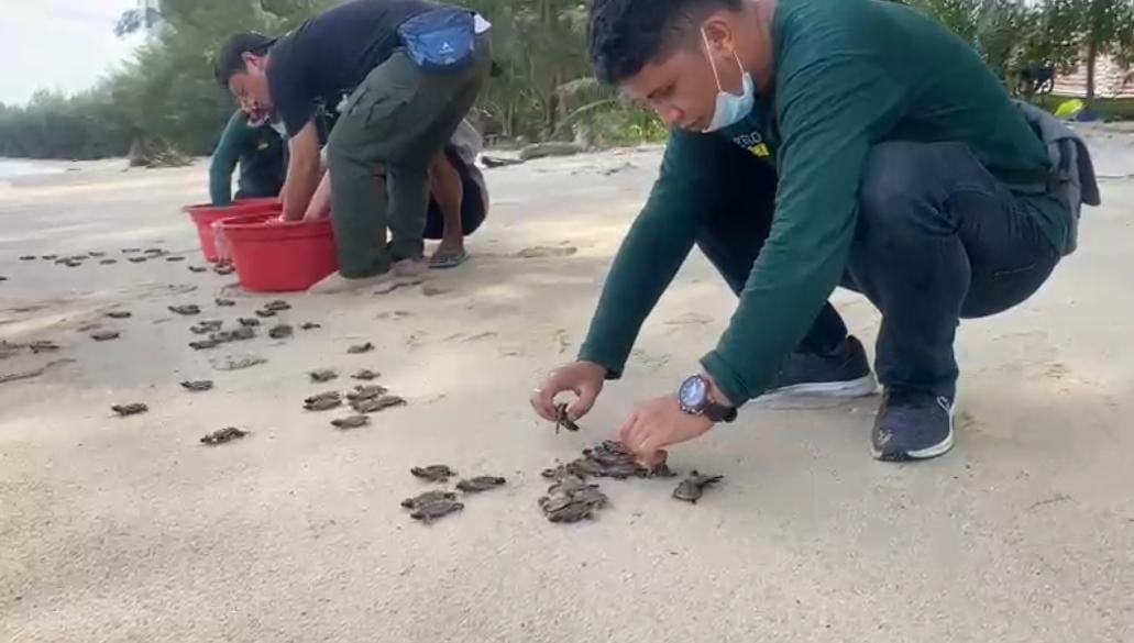 Petugas BKSDA Kalteng SKW II Pangkalan Bun saat melepasliarkan anakan Penyu yang baru menetas (Tukik),  menuju perairan Laut Jawa, TWA Tanjung Keluang, Desa Kubu, belum lama ini.