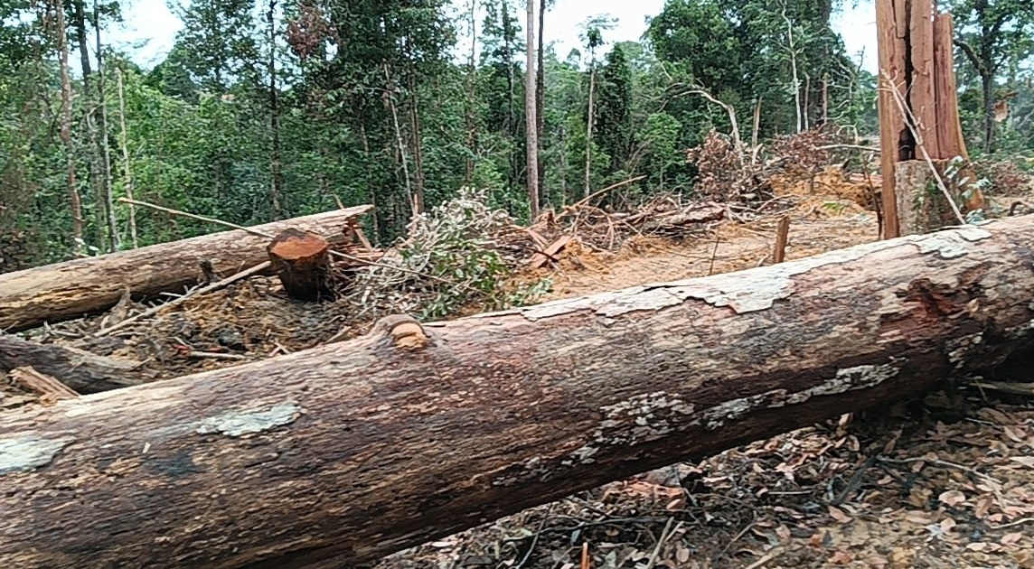 Gambar yang diperoleh AMAN Kotim, terkait aktivitas penebangan hutan yang diduga di wilayah Kecamatan Antang Kalang.