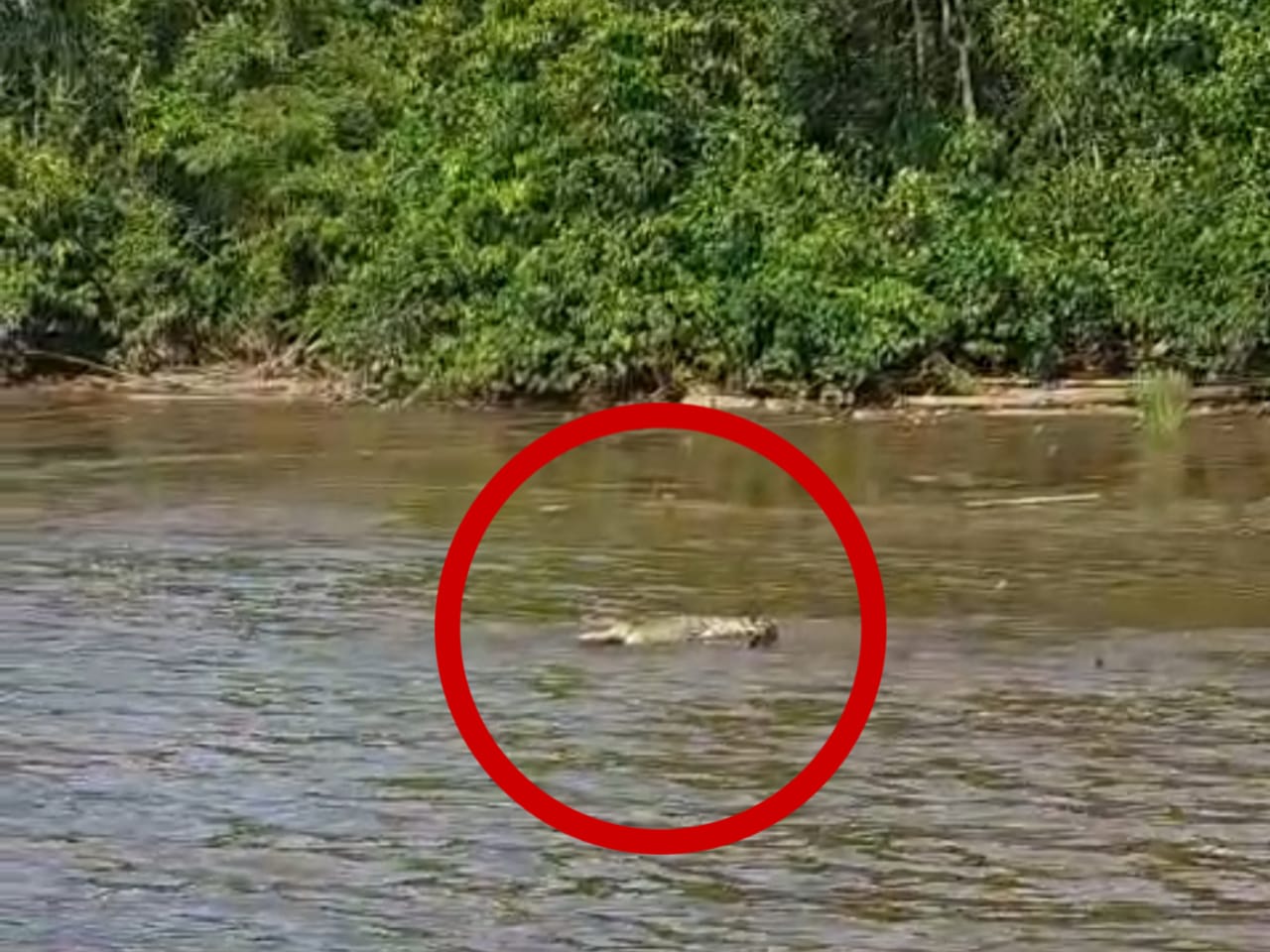 Buaya terekam kamera hp warga saat berjemur di tepi Sungai Mentaya dekat permukiman di Mentaya Seberang, Kecamatan Seranau, baru-baru tadi.