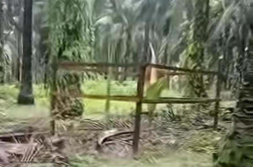 Penampakan Bunga Bangkai di areal salah satu PBS sawit di Kotim.
