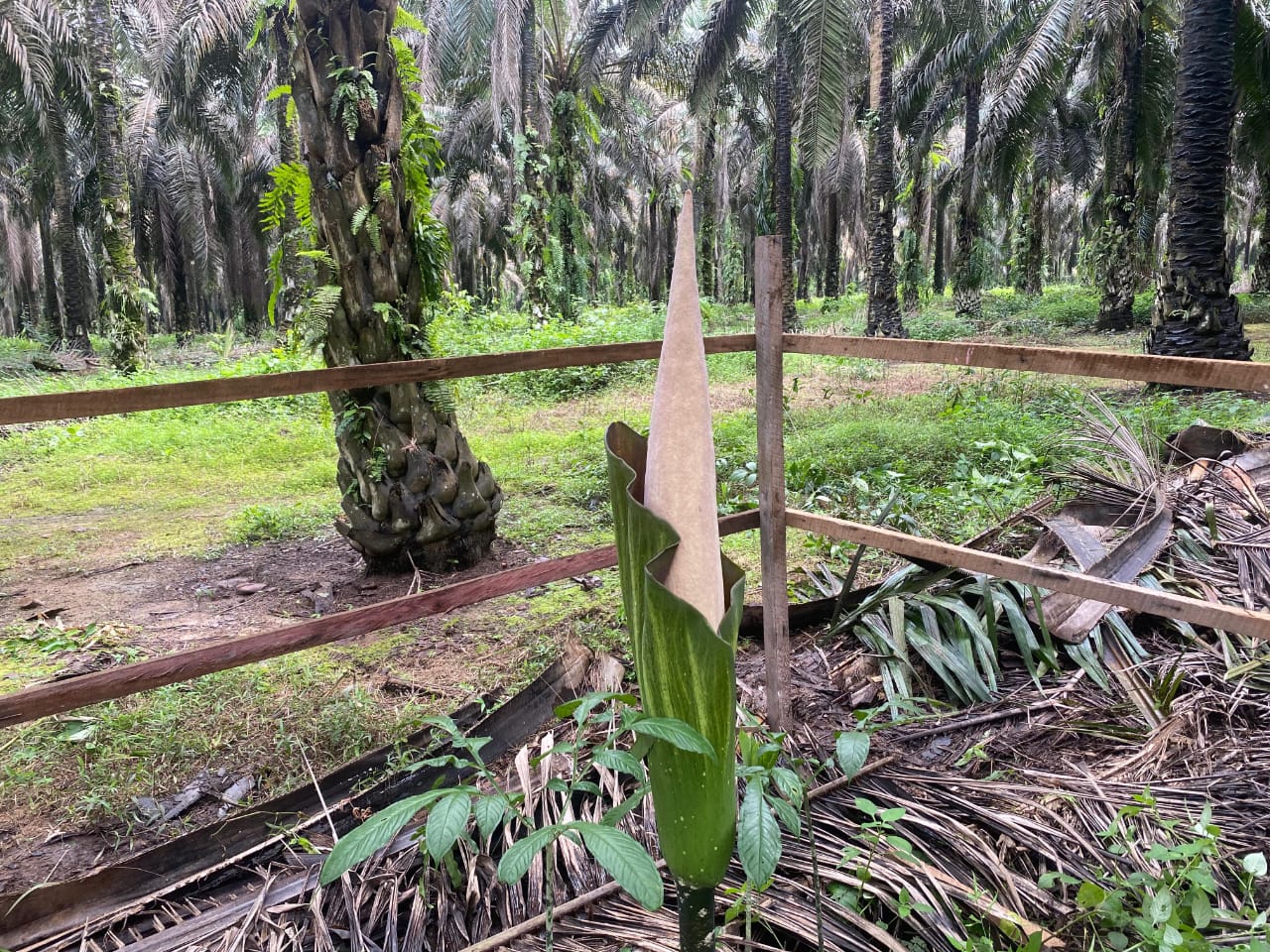 Salah satu bunga yang diduga Titan Arum (Amorphophallus titanium) yang ditemukan di wilayah perkebunan PT Mustika Sembuluh 3 Kotim. (Bidang Konservasi PT Mustika Sembuluh 3)