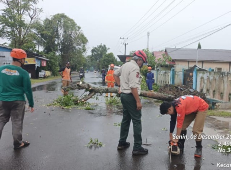 Petugas BPBD Kotim mengevakuasi pohon tumbang di Jalan Samekto Baamang, Sampit, Senin (8/12).