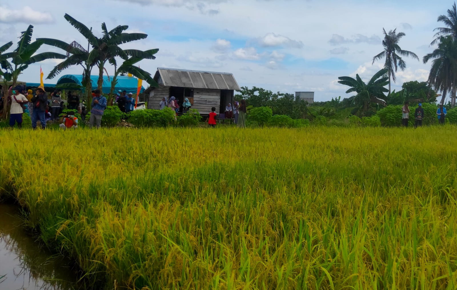Lahan pertanian padi di Teruntum Desa Sungai Pasir tumbuh cukup subur dan bisa dikembangkan wisata alam pedesaan.