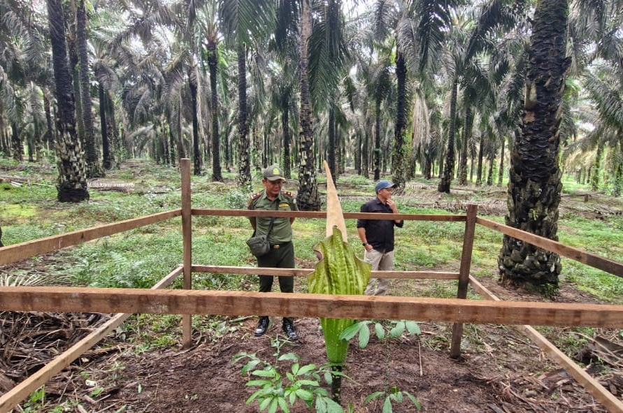 CEK LOKASI: Cek lokasi tumbuhnya Bunga Bangkai di areal perkebunan sawit milik PT Mustika Sembuluh 3.&nbsp;BKSDA UNTUK RADAR SAMPIT