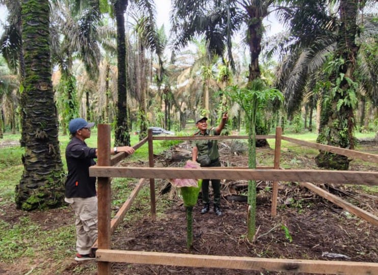 Kepala BKSDA Resort Sampit didampingi pihak perusahaan mengecek bunga bangkai jenis Titan Arum (Amorphophallus titanium) di areal kebun PT Mustika Sembuluh 3. (BKSDA Resort Sampit untuk Radar Sampit)