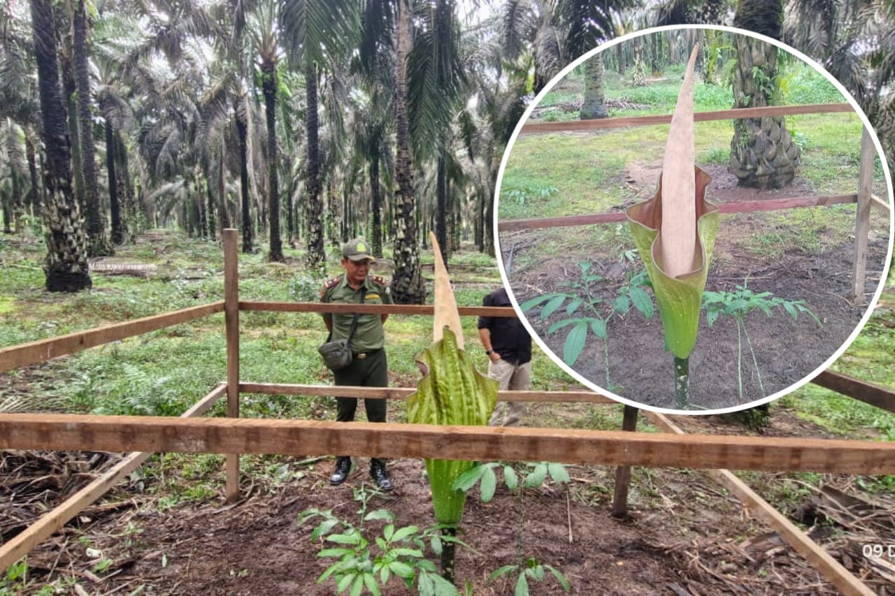 Bunga bangkai raksasa yang ditemukan di PT Mustika Sembuluh 3 dipastikan Amorphophallus hewittii, endemik Kalimantan, langka namun tidak dilindungi. (BKSDA Resort Sampit).