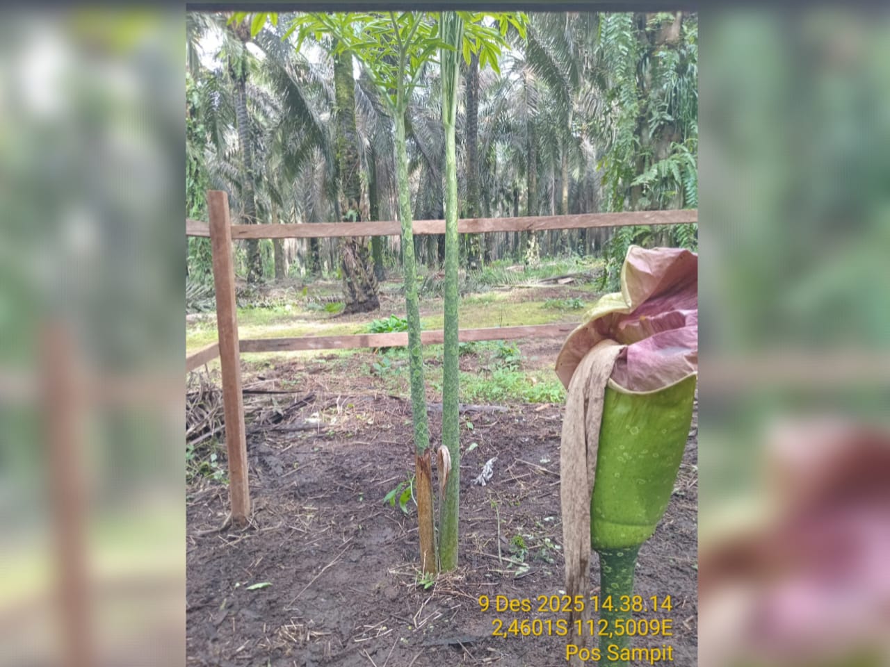 Bunga Bangkai di areal PT Mustika Sembuluh 3 yang sudah mulai layu, sedangkan batang daun yang tumbuh terpisah masih tegak berdiri. (BKSDA Resort Sampit untuk Radar Sampit)