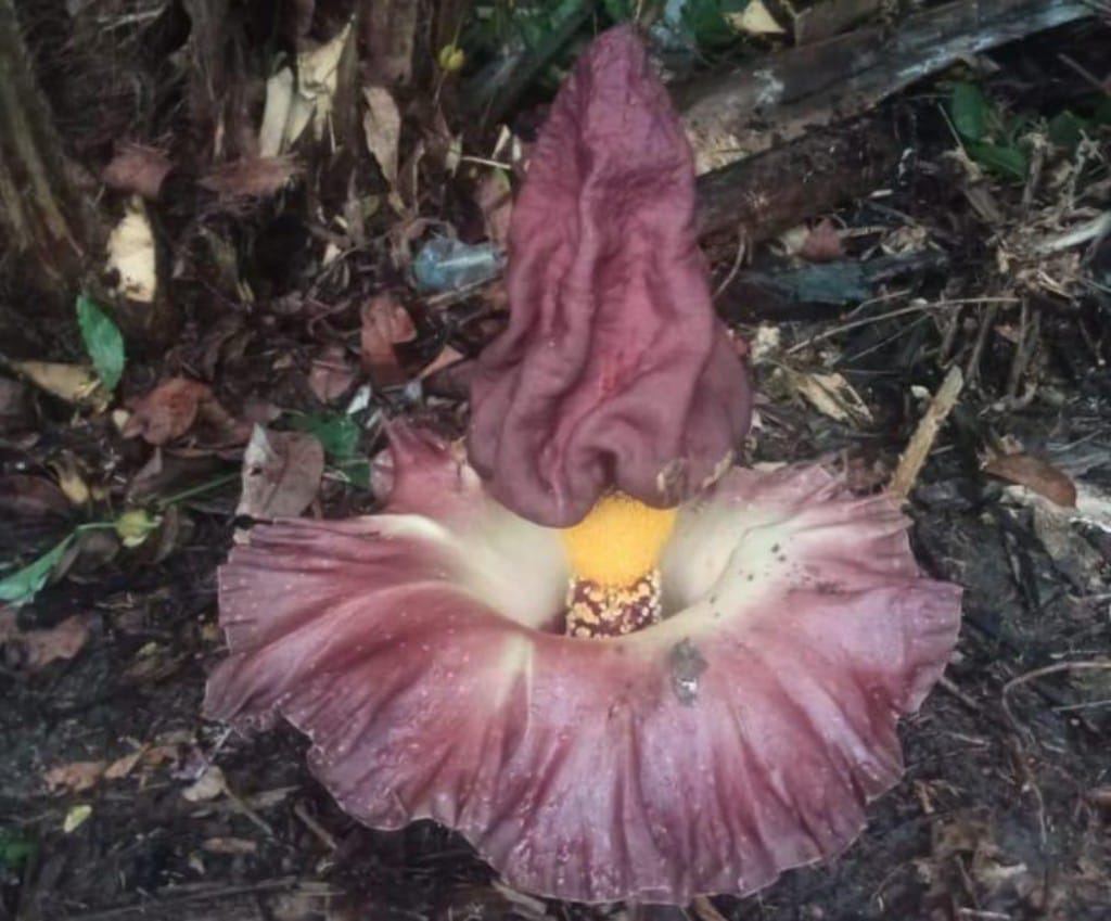 Bunga Bangkai jenis suweg ( Amorphophallus paeoniifolius) yang ditemukan warga Desa Bagendang Permai, Kecamatan Mentaya Hilir Utara, Kabupaten Kotawaringin Timur.