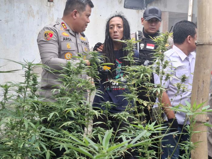 Polisi saat menggerebek ladang ganja dalam rumah di Mojongapit, Jombang (Achmad RW/Radar Jombang)
