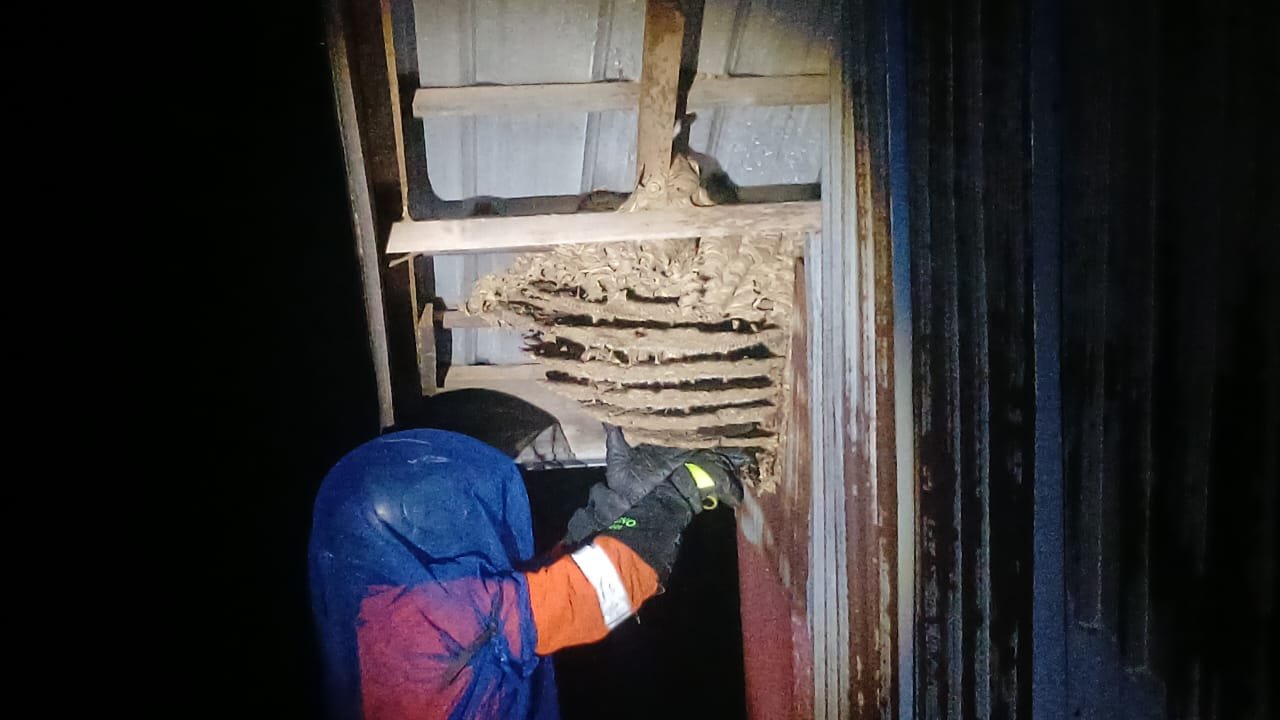 Tim Rescue Dinas Damkar Kota Palangka Raya saat mengevakuasi salah satu sarang tawon vespa di rumah warga, baru-baru tadi