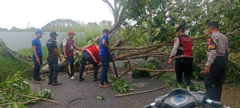 EVAKUASI: Regu 3 Damkar Seruyan mengevakuasi pohon tumbang yang menyebabkan seorang pengendara luka ringan, Jumat (19/12/2025). FOTO RIFANI/RADAR SAMPIT