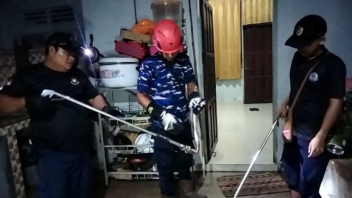 TANGKAP ULAR  : Tim Rescue Dinas Pemadam Kebakaran (Damkar) Kota Palangka Raya mengevakuasi seekor anak ular piton di rumah warga Jalan Batu Suli V, Kota Palangka Raya, Kamis (18/12/2025) malam.