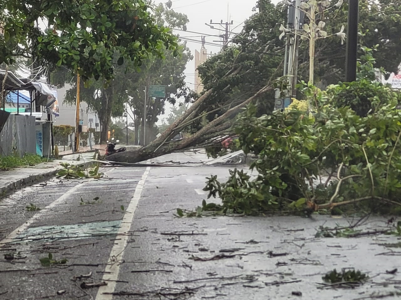 Beberapa pohon yang tumbang menutup Jalan HM Rafii Kawasan Bundaran Pancasila Kota Pangkalan Bun, Kabupaten Kotawaringin Barat, Jumat (19/12).