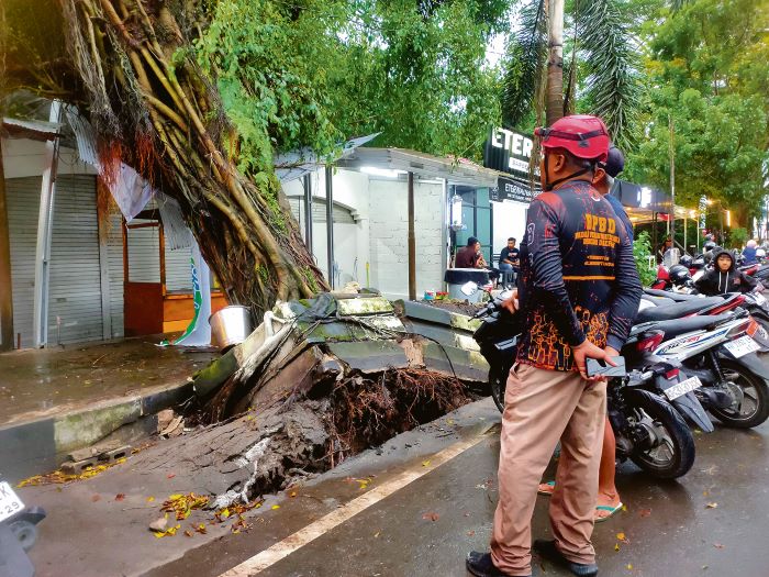 CUACA EKSTREM: Kalaksa BPBD Kotim Multazam berada di lokasi pohon tumbang yang diterjang angin kencang akibat cuaca ekstrem, Minggu (21/12/2025). YUNI/RADAR SAMPIT