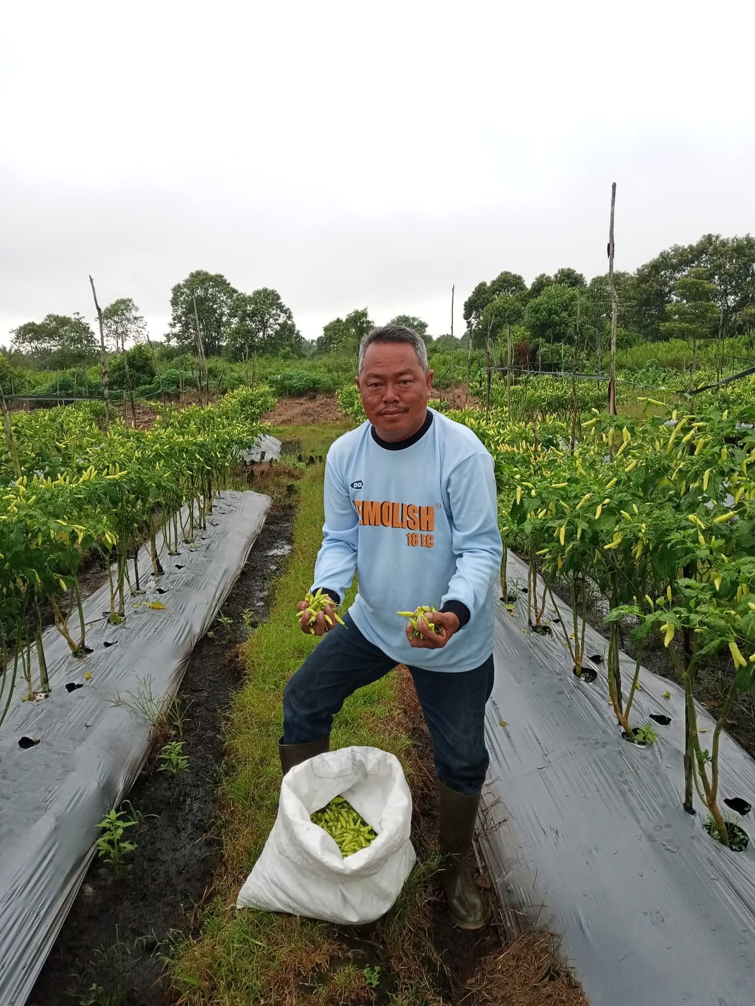 Petani Cabai di Desa Batu Belaman, Kecamatan Kumai, Kobar belum lama ini.