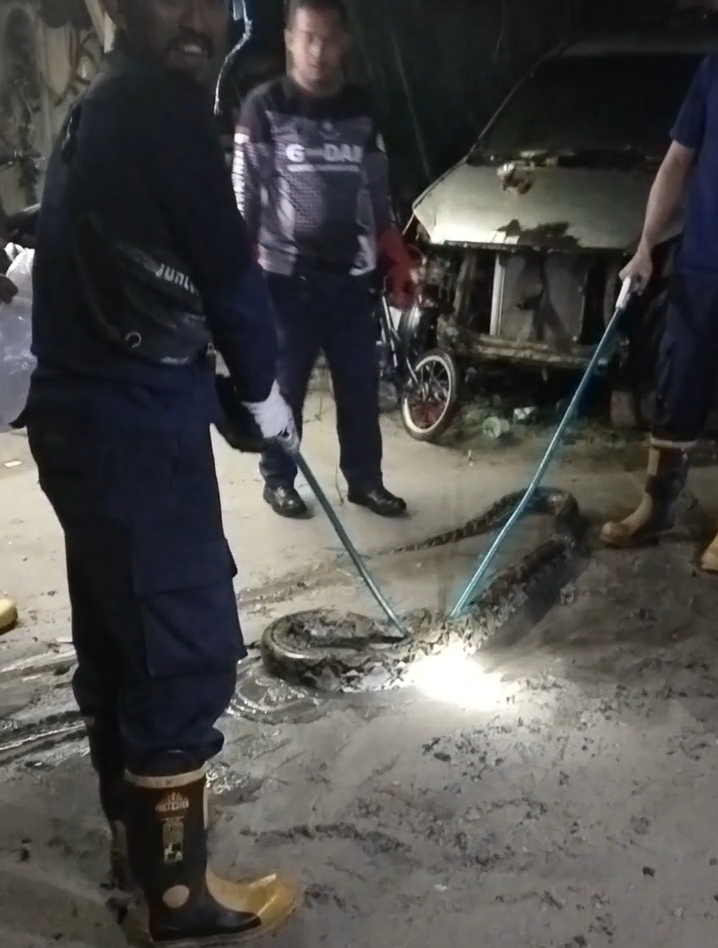 Animal Rescue Damkar Kobar mengevakuasi ular jenis sanca kembang di Jalan Natai Arahan, RT 21, Kelurahan Baru, Kecamatan Arut Selatan, Minggu (28/12) dinihari.