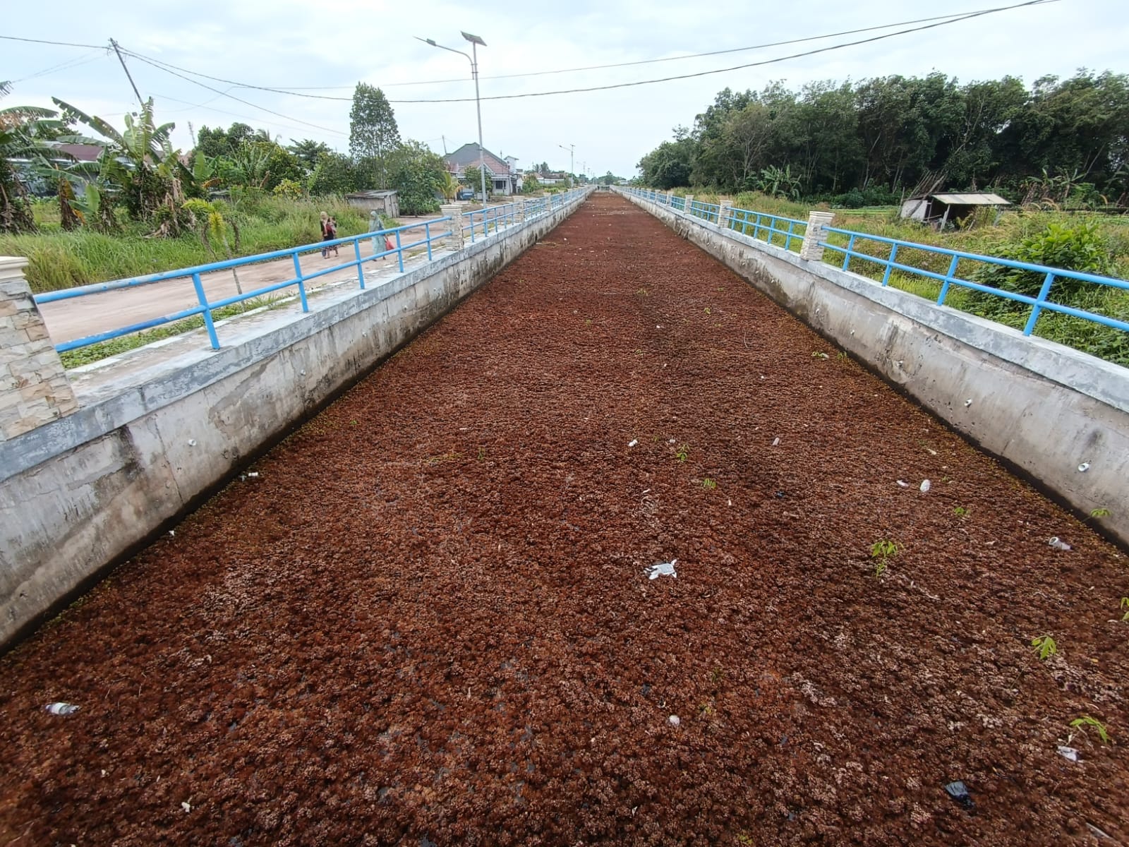 Saluran drainase ring Drain Sei Mentawa Dipenuhi Gulma dan rawan mengakibatkan banjir. (Usay Nor Rahmad/Radar Sampit).