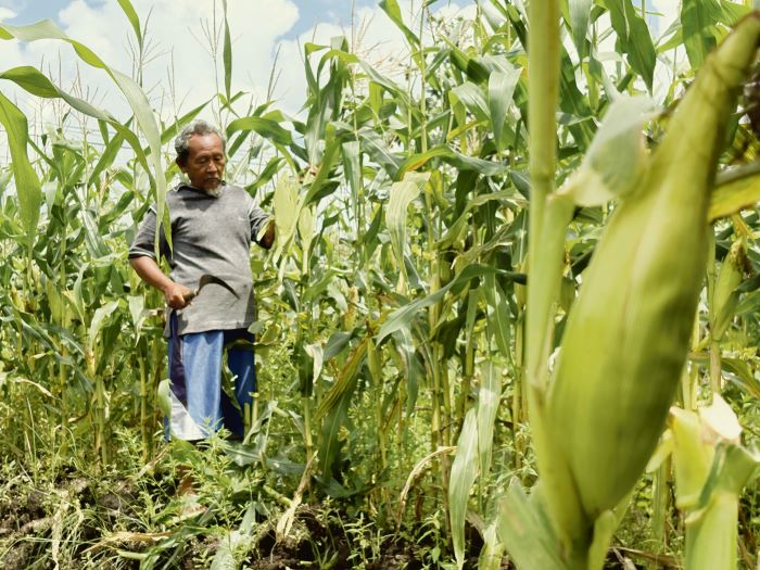 PANEN: Sumardianto, petani jagung di Jalan Teratai V, Sampit panen jagung di kebun miliknya, Senin (29/12/2025). FOTO: YUNI/RADAR SAMPIT