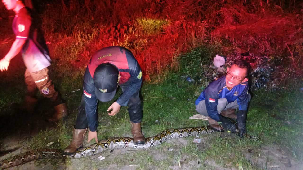 Tim Rescue Damkar kota Palangka Raya saat menangkap seekor ular piton dari kandang ayam warga di Jalan G. Obos Induk,baru-baru tadi.