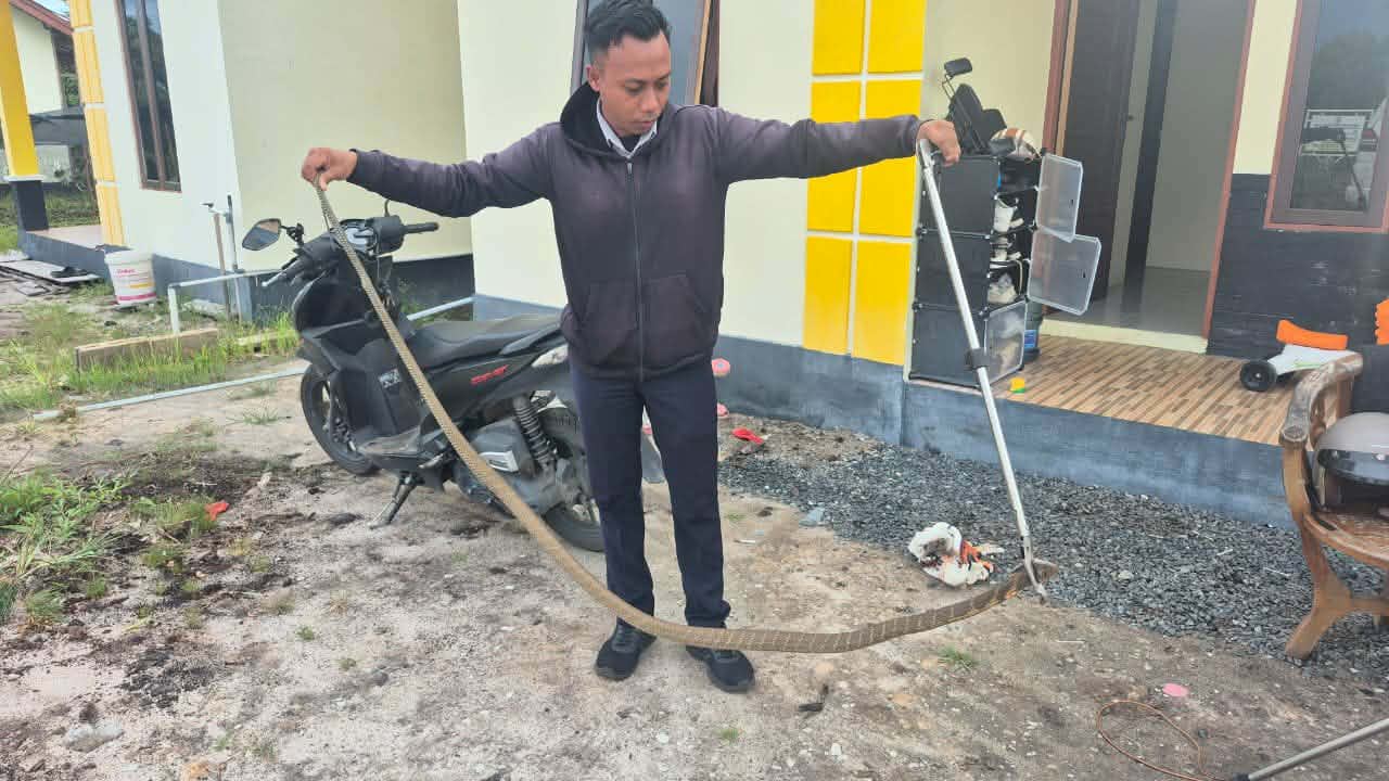 Tim ERP saat melakukan penanganan seekor King Cobra (Ophiophagus hannah) panjang sekitar tiga meter, yang  menyelinap masuk ke dapur rumah warga di Jalan Dulin Kandang, Palangka Raya
