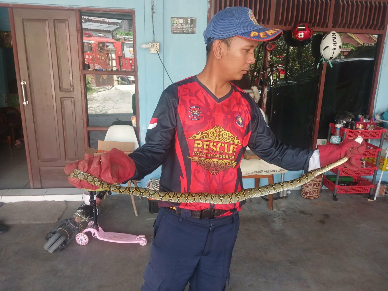 Anggota Tim Rescue Dinas Pemadam Kebakaran (Damkar) Kota Palangka Raya mengevakuasi seekor anak ular piton yang masuk ke salah satu  rumah warga.
