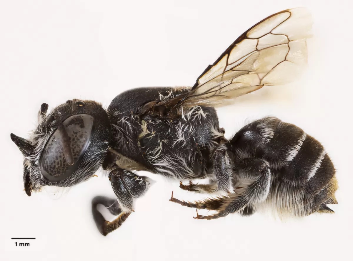 Spesies lebah yang diberi nama Megachile (Hackeriapis) lucifer, ditemukan di negara bagian Australia Barat, kata Universitas Curtin. (Sekolah Ilmu Molekuler dan Kehidupan Universitas Curtin)