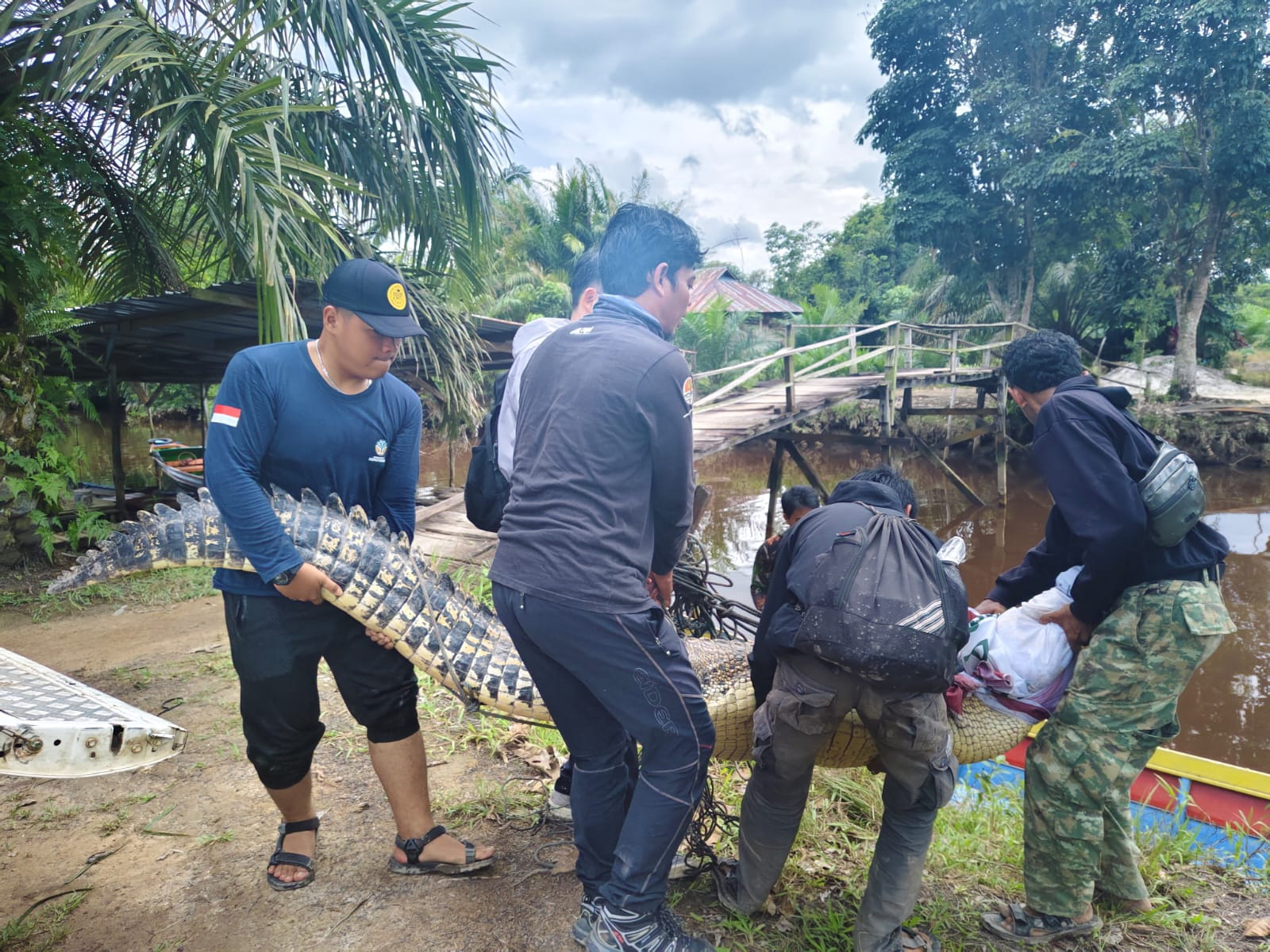 Evakuasi buaya muara berjenis kelamin betina di RT 11, RW 001, Desa Kumpai Batu Bawah, Kecamatan Arut Selatan, Kotawaringin Barat.