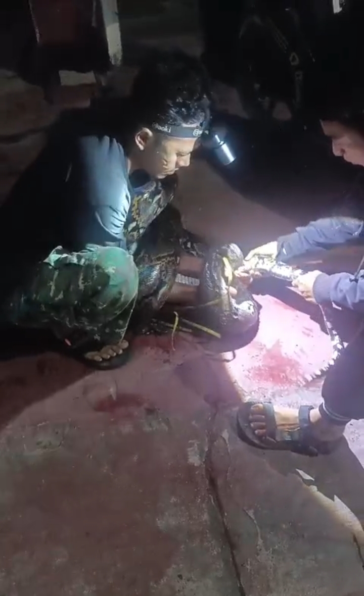 Mahdi terluka akibat serangan ular jenis phiton di Kumai Hilir, Kecamatan Kumai, Kabupaten Kotawaringin Barat.