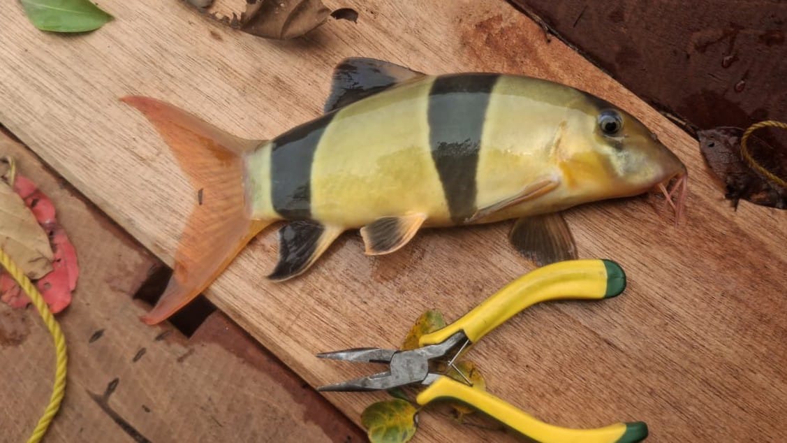 Ikan Bontia yang berhasil diangkat oleh pemancing Sampit dari Sungai Mentaya, Desa Rasau Tumbuh, Kecamatan Kota Besi. (Rahmat Hidayat/Radar Sampit)
