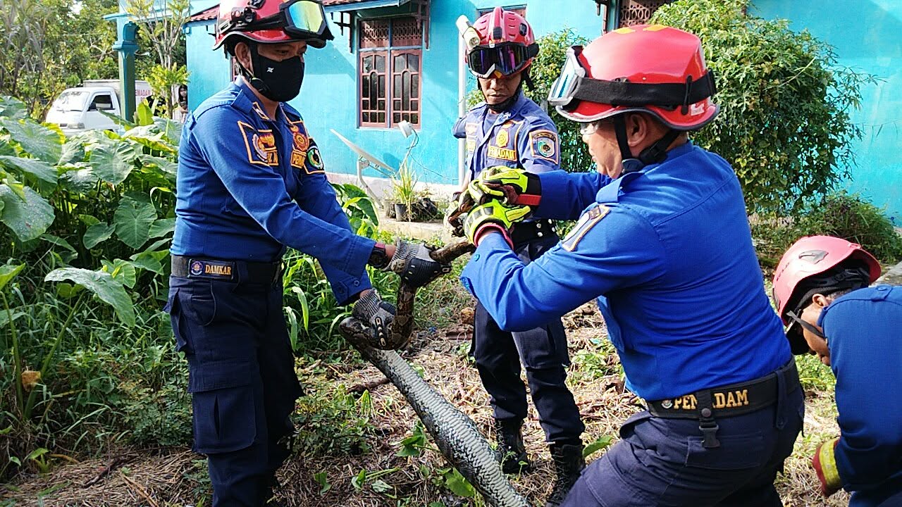 TENAGA EKSTRA : Tim Rescue Dinas Pemadam Kebakaran (Damkar) Kota Palangka Raya harus mengeluarkan tenaga ekstra saat penanganan Ular piton dengan panjang sekitar 4 meter dan diameter tubuh 3,5 inci