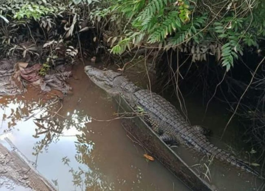 Kemunculan buaya di perairan Cempaka Mulia Barat, Kecamatan Cempaga, belum lama ini.