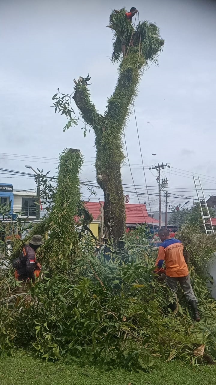 Personel TRC BPBD memotong pohon di depan rumah jabatan Ketua DPRD Kobar, Jalan Pangeran Antasari, Selasa (6/1).