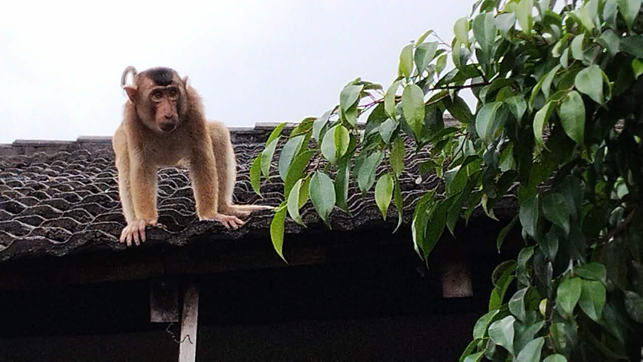 Beruk berkeliaran di permukiman sekitar Jalan Belimbing, Jalan Mangga, dan Jalan Manggis, Kota Palangka Raya, Kamis (8/1).