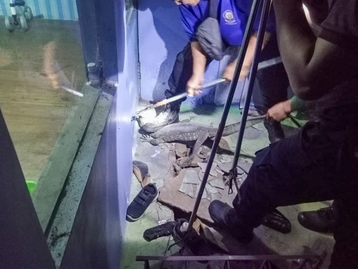 EVAKUASI: DPKP Seruyan mengevakuasi biawak dari rumah warga Kelurahan Pembuang I, Kecamatan Hanau, Jumat (9/1/2026). FOTO: DAMKAR SERUYAN/RADAR SAMPIT