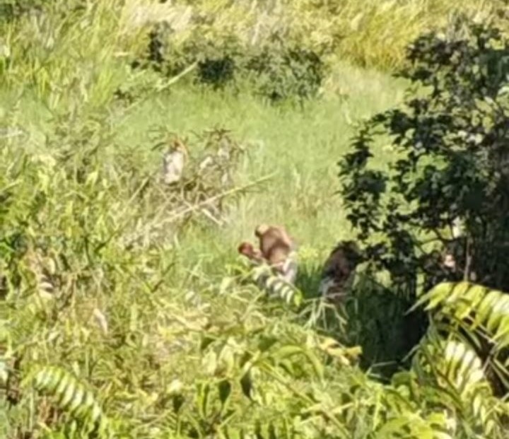 BEKANTAN: Hutan kecil di perbatasan RT 04 dan 05 Raja Seberang menjadi tempat baru bagi koloni Bekantan mencari makan. FOTO: IST/RADAR SAMPIT