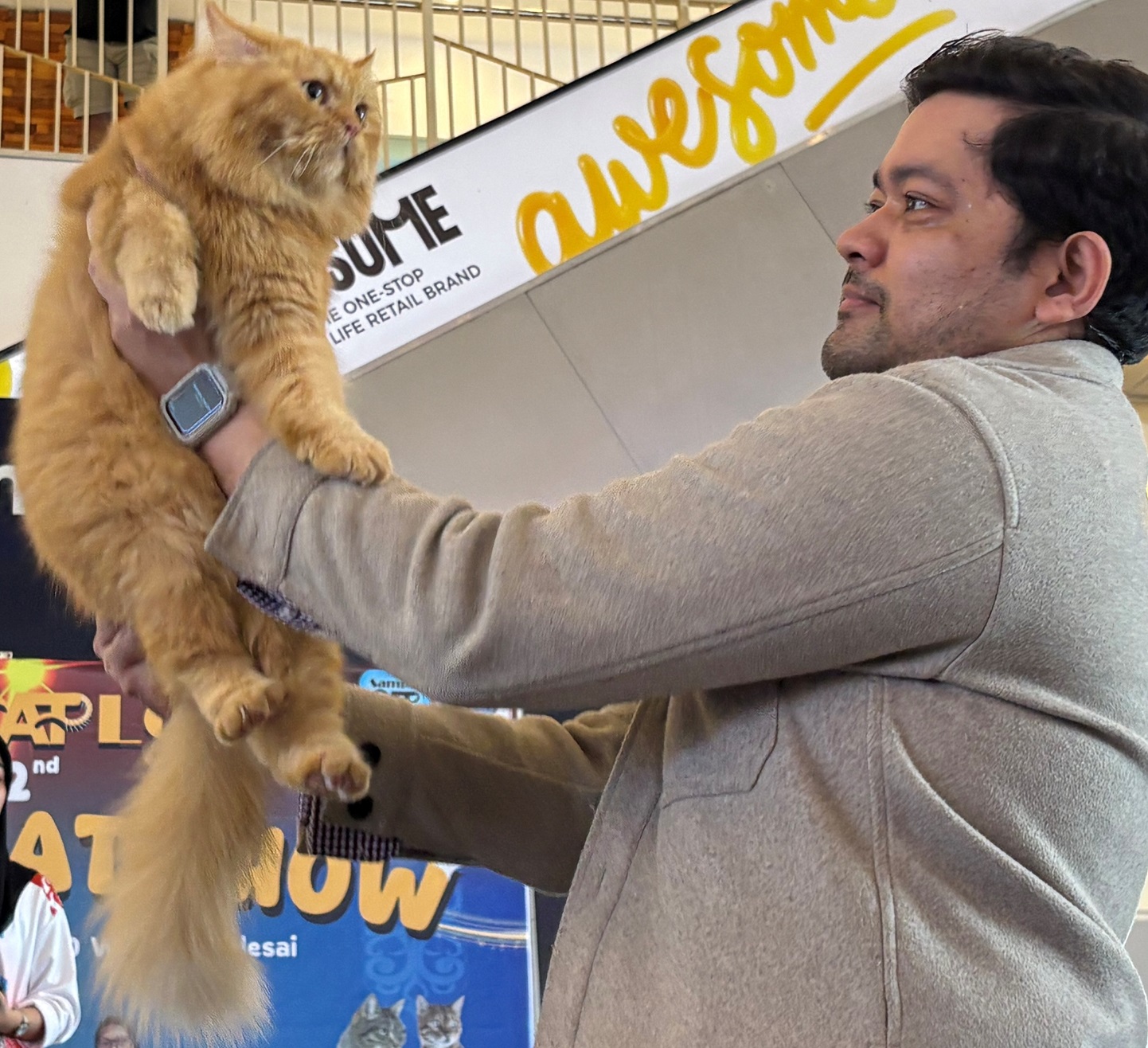 Seekor Kucing Ras peliharaan para pecinta kucing di Kotim, saat mengikuti kontes, Sabtu (10/1).