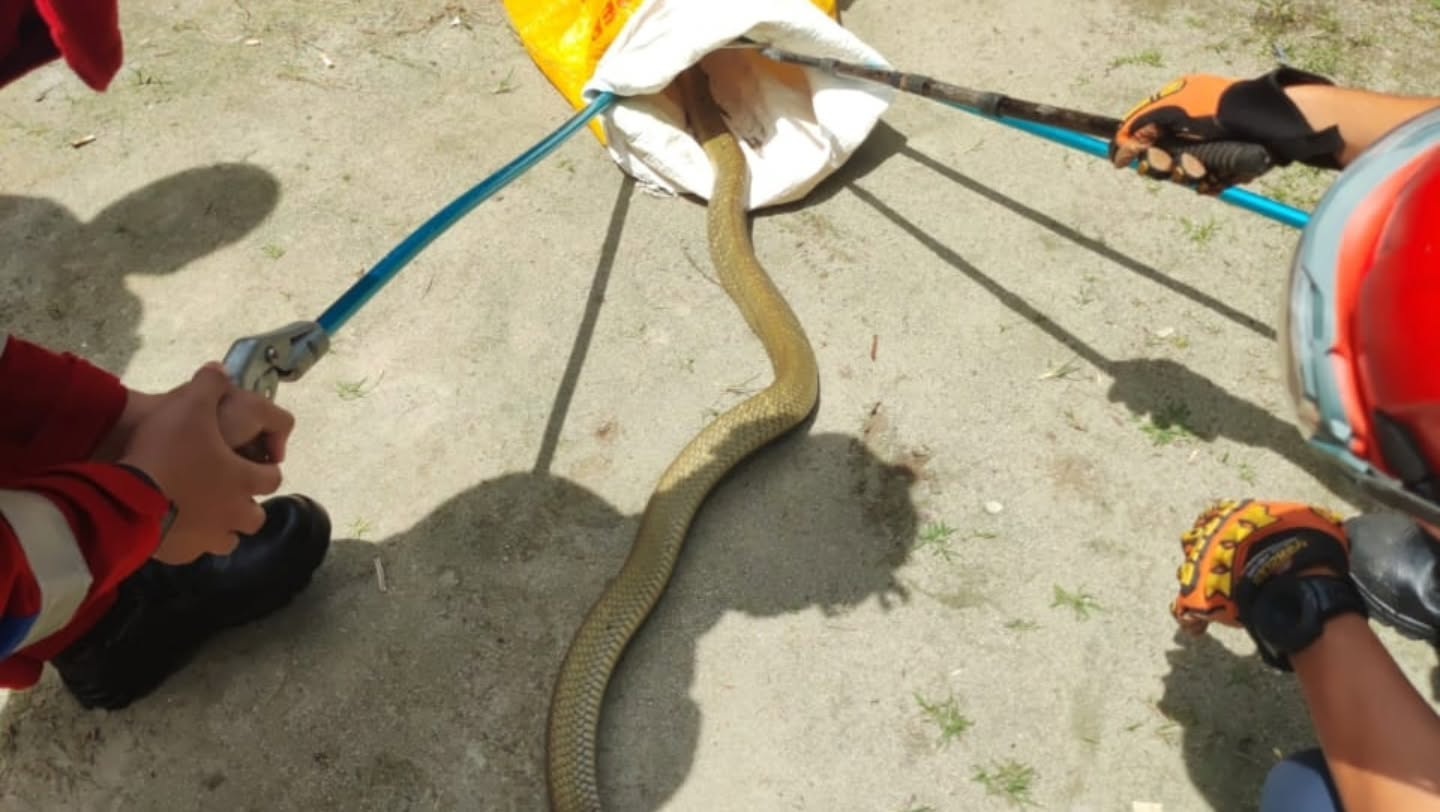 Evakuasi king kobra oleh petugas Disdamkarmat Kotim di rumah salah seorang warga di Jalan Muchran Telaga, Kelurahan Pelangsian, Kecamatan Mentawa Baru Ketapang, Sabtu siang (10/1/2026). (Disdamkarmat)