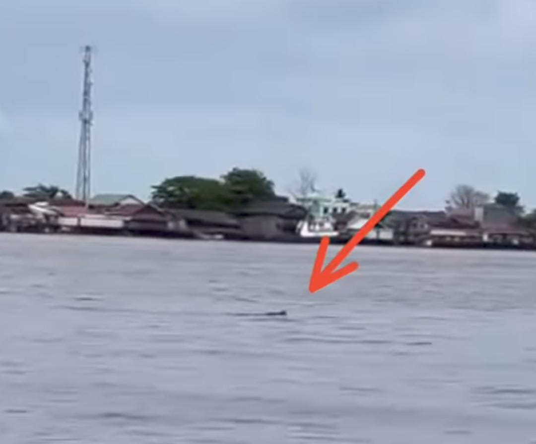 Buaya yang muncul di lokasi Lomba Dayung di Sungai Mentaya terlihat dari Dermaga Mentaya Seberang, Minggu (11/1/2026).