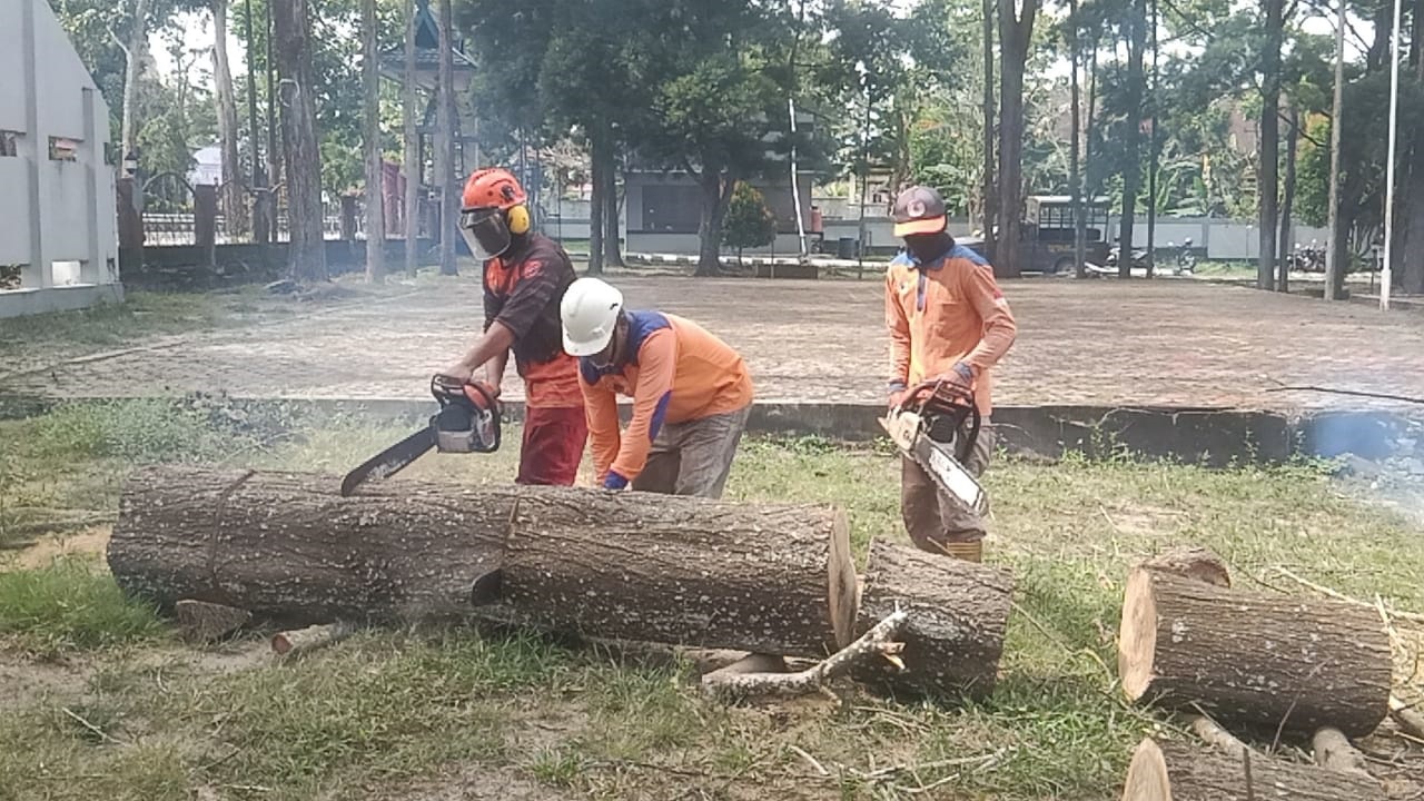 BPBD Kobar melakukan pemangkasan dan penebangan pohon yang rawan dan lapuk, Selasa (13/1).